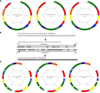 The complete paternally inherited mitochondrial genomes of three clam species in genus Macridiscus (Bivalvia: Veneridae): A TDRL model of dimer-mitogenome rearrangement of doubly uniparental inheritance